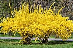 Weeping forsythia bush for sale  Delivered anywhere in USA 