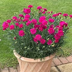 Dianthus garden pleasures for sale  Delivered anywhere in UK