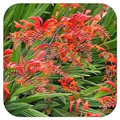 Crocosmia lucifer montbretia for sale  Delivered anywhere in UK