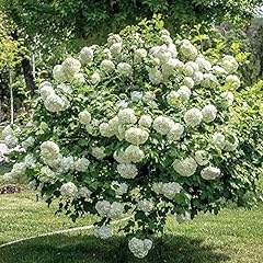 Viburnum opulus snowball for sale  Delivered anywhere in UK