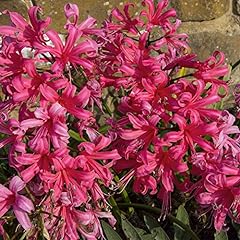 Nerine bowdenii outdoor for sale  Delivered anywhere in UK