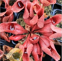 Live carnivorous pitcher for sale  Delivered anywhere in USA 