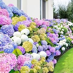 100 mixed hydrangea for sale  Delivered anywhere in USA 