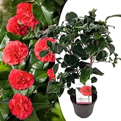 Plant box camellia gebraucht kaufen  Wird an jeden Ort in Deutschland