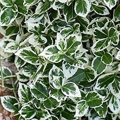 Euonymus fortunei emerald for sale  Delivered anywhere in UK