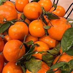 Fresh organic tangerines for sale  Delivered anywhere in USA 