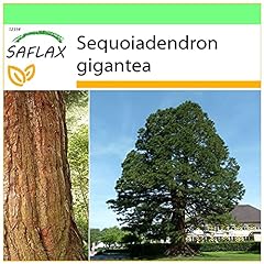 Saflax sequoia gigante usato  Spedito ovunque in Italia 