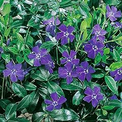 Vinca minor plug for sale  Delivered anywhere in UK