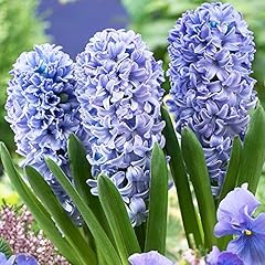 Millthorpe plant centre for sale  Delivered anywhere in UK