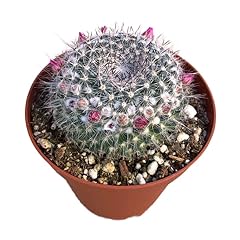 Old lady cactus for sale  Delivered anywhere in USA 