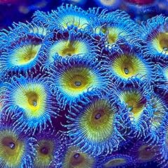 Coralslover live saltwater for sale  Delivered anywhere in USA 