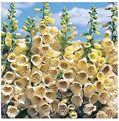 Premier seeds direct for sale  Delivered anywhere in UK