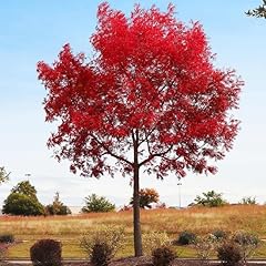 Chinese pistachio tree for sale  Delivered anywhere in USA 