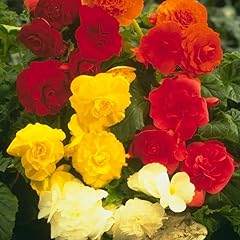 Mixed double begonia for sale  Delivered anywhere in USA 