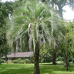 Pindo palm butia gebraucht kaufen  Wird an jeden Ort in Deutschland