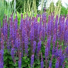 Clovers garden salvia for sale  Delivered anywhere in USA 