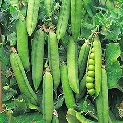 Premier seeds direct for sale  Delivered anywhere in UK