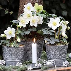 Hellebore potted hardy for sale  Delivered anywhere in UK