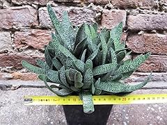 Gasteria duval 25cm d'occasion  Livré partout en France