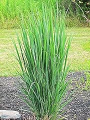 Northwind switchgrass panicum for sale  Delivered anywhere in USA 