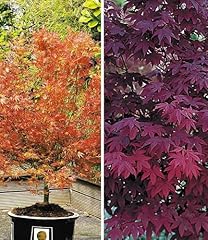 Baldur garten japanische gebraucht kaufen  Wird an jeden Ort in Deutschland