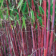 Red umbrella bamboo for sale  Delivered anywhere in Ireland