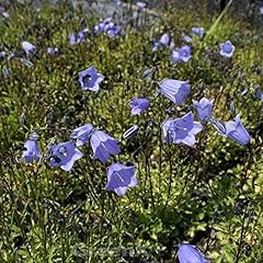 Zwergglockenblume bavaria blue gebraucht kaufen  Wird an jeden Ort in Deutschland