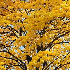 Tabebuia chrysantha seeds for sale  Delivered anywhere in USA 