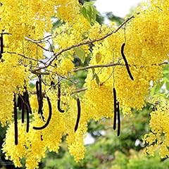 Qauzuy garden seeds for sale  Delivered anywhere in USA 