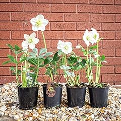 Helleborus niger christmas for sale  Delivered anywhere in Ireland
