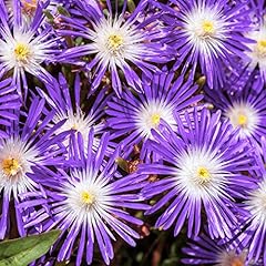 Delosperma floribunda stardust for sale  Delivered anywhere in UK