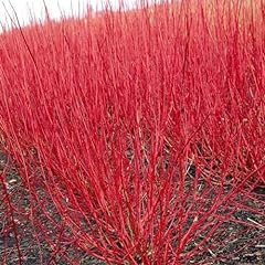 Carbeth plants cornus for sale  Delivered anywhere in Ireland