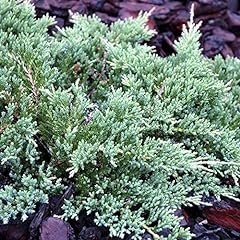 Juniperus horizontalis prince for sale  Delivered anywhere in Ireland