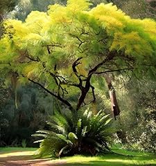 Acacia decurrens tree for sale  Delivered anywhere in USA 