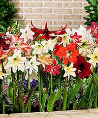 Mix amaryllis bulbs for sale  Delivered anywhere in USA 