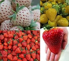 Erdbeeren sortiment xxl gebraucht kaufen  Wird an jeden Ort in Deutschland