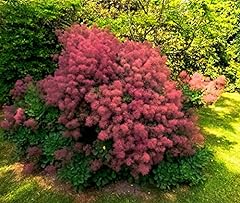 Smoke tree seeds for sale  Delivered anywhere in USA 