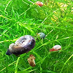 Aqualife mixed ramshorn for sale  Delivered anywhere in Ireland