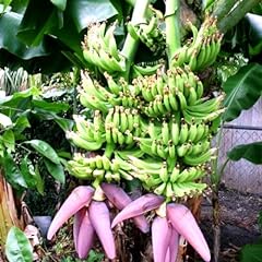 Banana plants double for sale  Delivered anywhere in USA 
