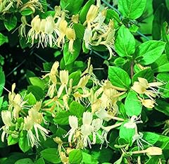 Suttons honeysuckle halliana for sale  Delivered anywhere in UK
