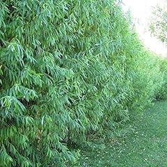 Hybrid willow trees for sale  Delivered anywhere in USA 