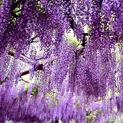Wisteria flower live for sale  Delivered anywhere in USA 