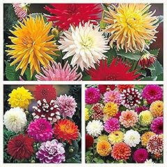 Mixed dahlia tubers. for sale  Delivered anywhere in Ireland