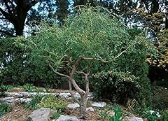 Corkscrew willow trees for sale  Delivered anywhere in USA 