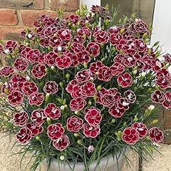 Dianthus garden pleasures for sale  Delivered anywhere in UK