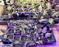 Live purple passion for sale  Delivered anywhere in USA 