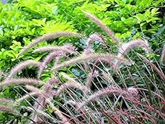 Purple fountain grass for sale  Delivered anywhere in USA 