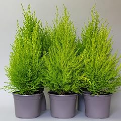 Conifers trees garden for sale  Delivered anywhere in UK