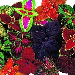 Park seed giant for sale  Delivered anywhere in USA 