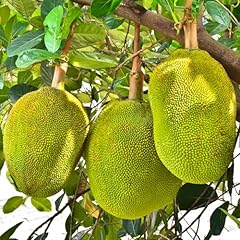 Dwarf jackfruit tree for sale  Delivered anywhere in USA 
